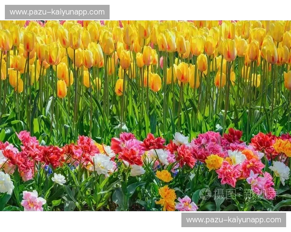 宿命与救赎:当仙人掌遇上郁金香,那一抹橙绿间的爱恨情仇 宿命与救赎:当仙人掌遇上郁金香,那一抹橙绿间的爱恨情仇